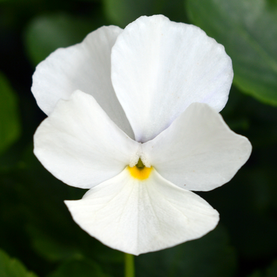 Victorian Viola White Swan